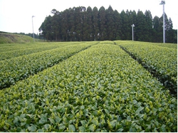 頴娃・大野岳地区のゆたかみどり茶園 頴娃・大野岳地区のゆたかみどり茶園
