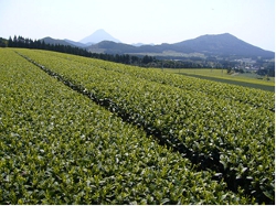 頴娃・谷場地区のゆたかみどり茶園 頴娃・谷場地区のゆたかみどり茶園