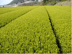 早場地帯の茶園で、4葉展開(枕崎市岩戸地区) 早場地帯の茶園で、4葉展開(枕崎市岩戸地区)
